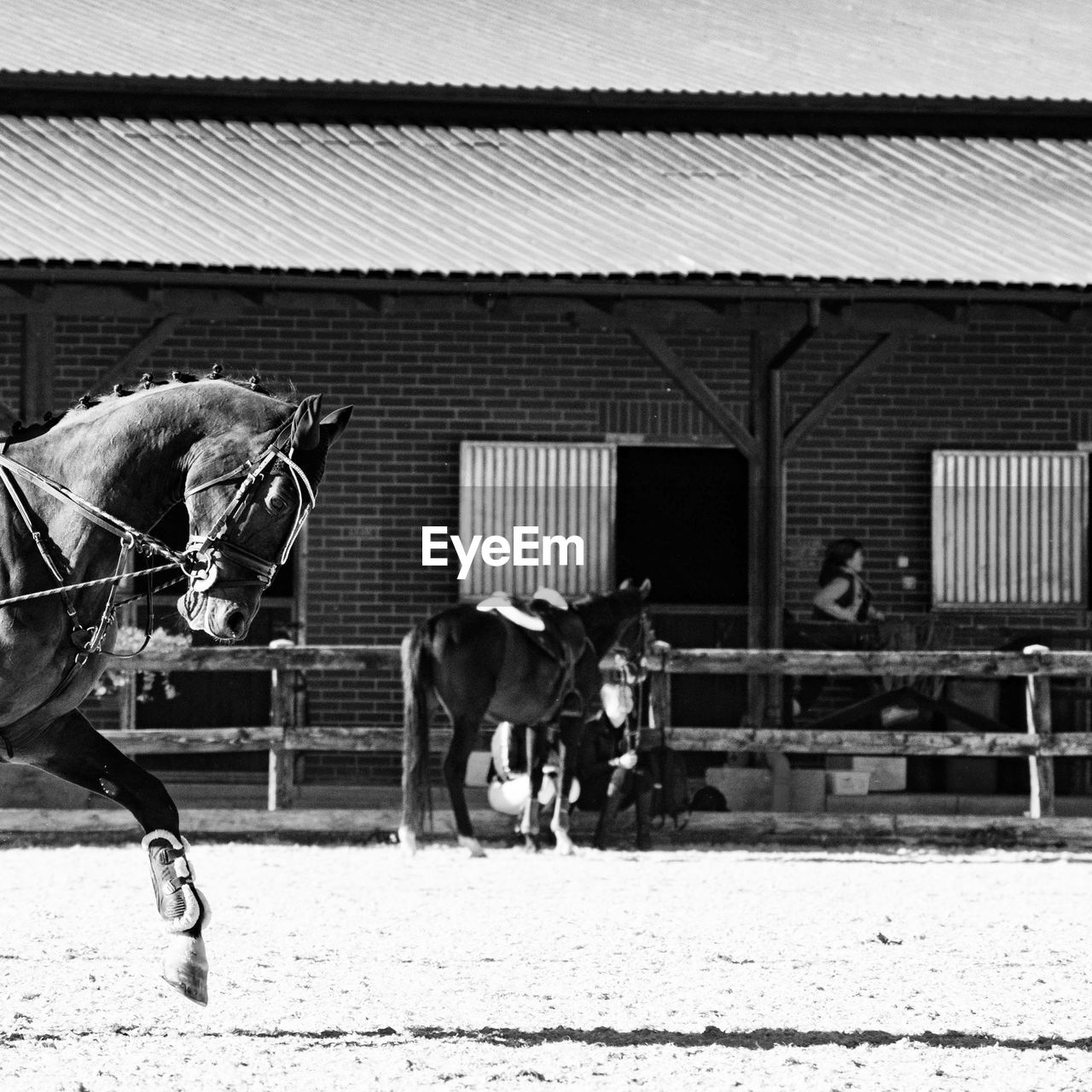 HORSES IN STABLE AGAINST BUILDINGS