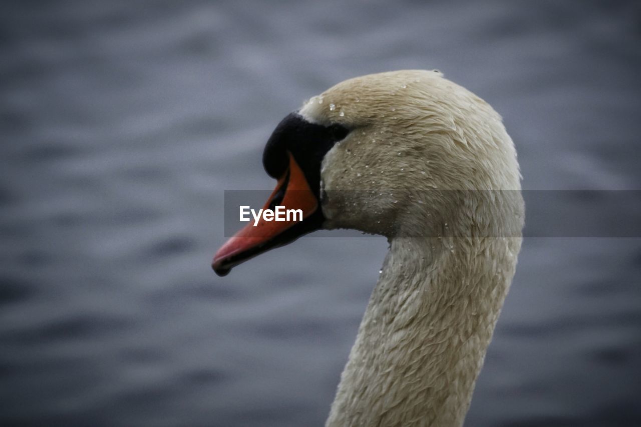 Close-up of swan swimming on lake