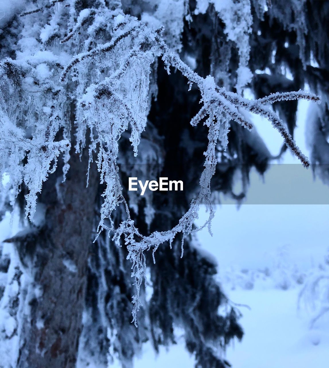 CLOSE-UP OF FROZEN TREE