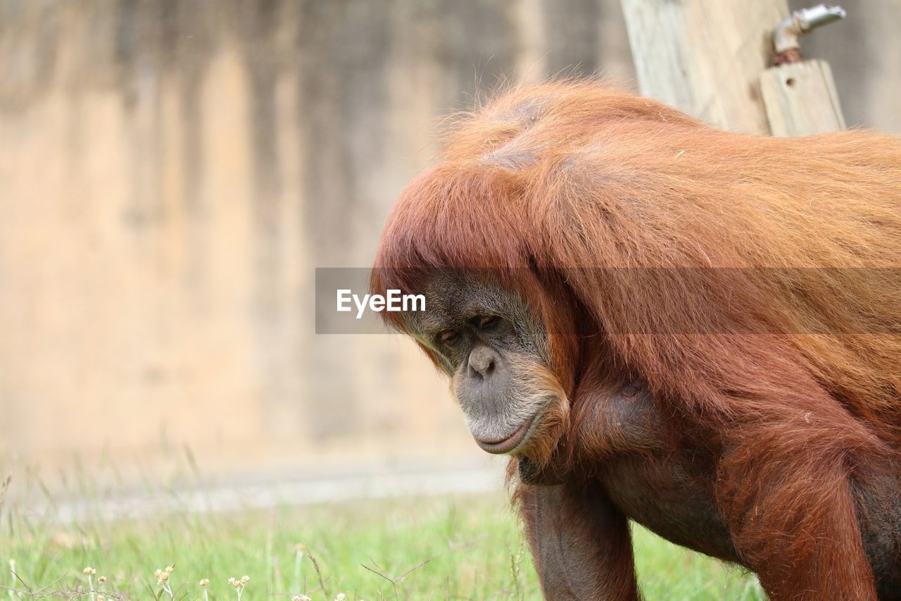 Close-up of orangutan on field at lisbon zoo