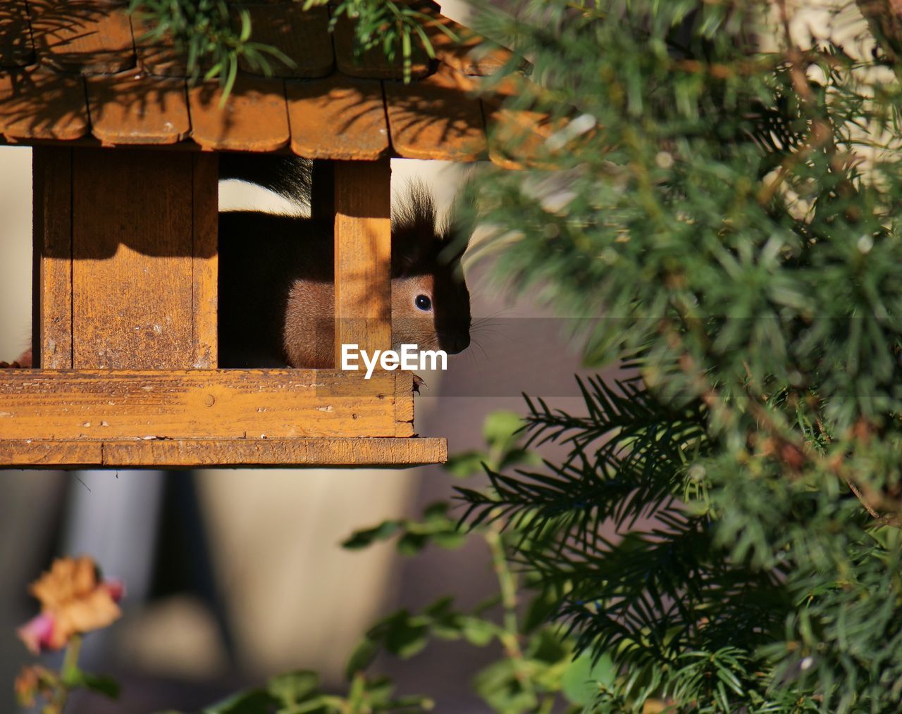 Close-up of bird on birdhouse