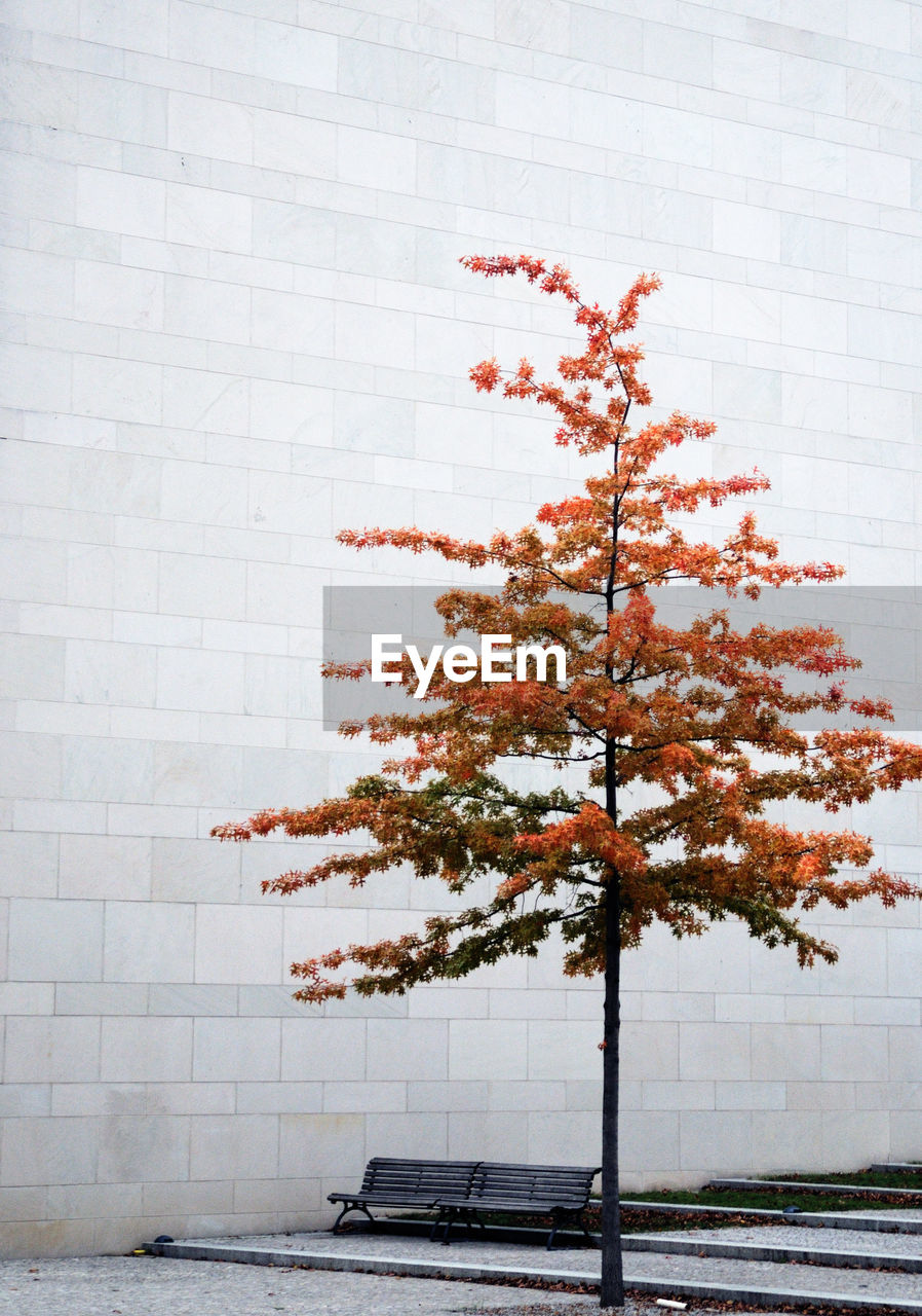 Close-up of tree against sky in city