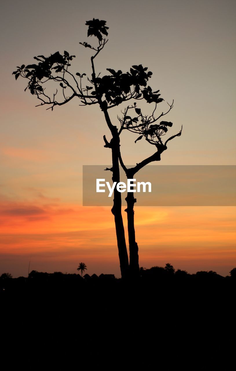 SILHOUETTE TREE AGAINST SKY AT SUNSET