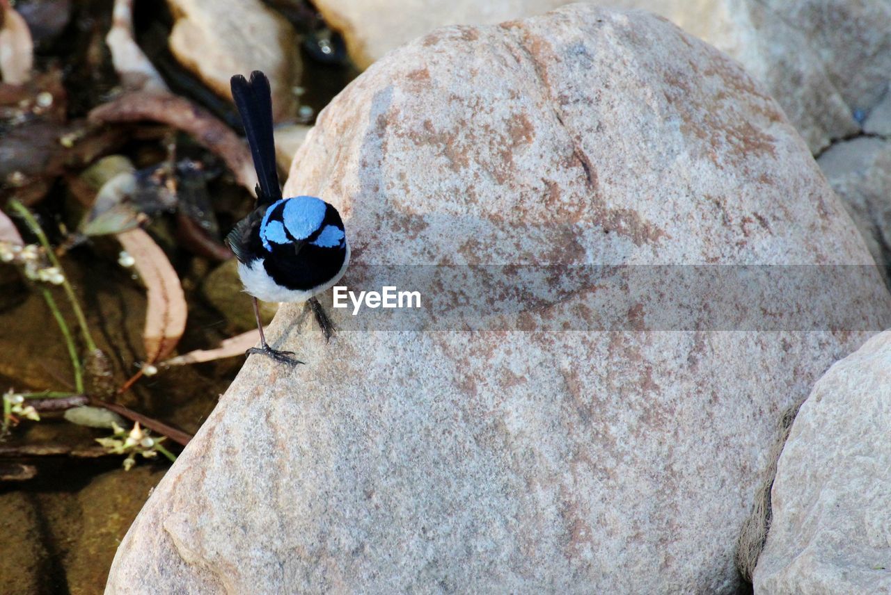 CLOSE-UP OF INSECT PERCHING ON STONE