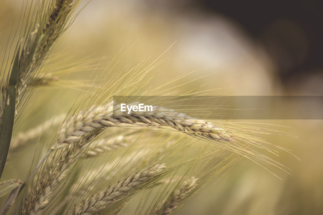 Close-up of wheat growing on field