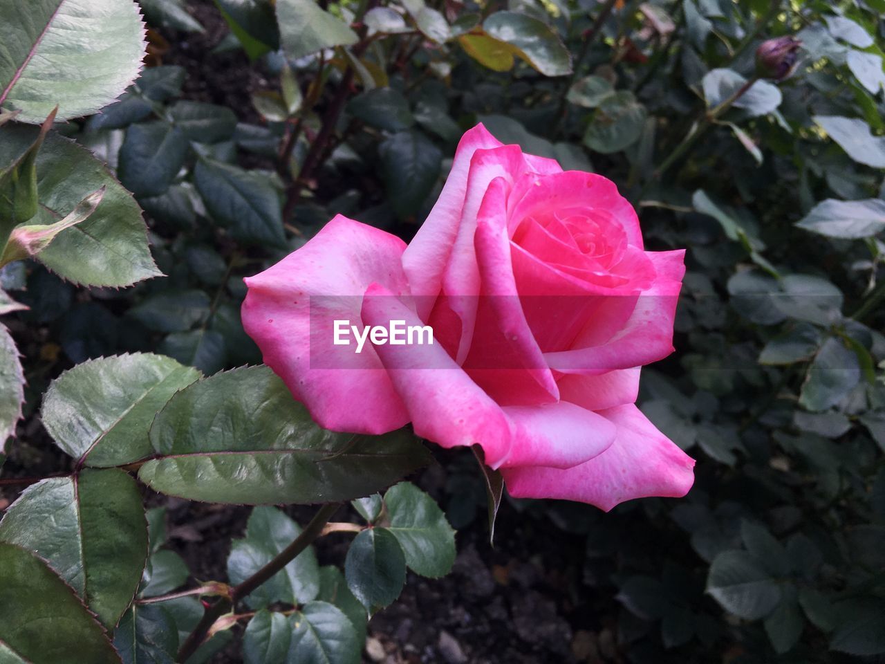 CLOSE-UP OF PINK ROSES