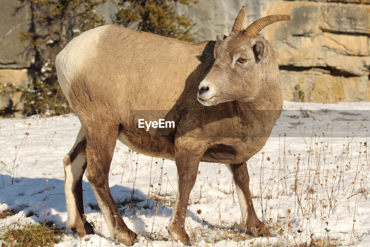 Deer standing in a field