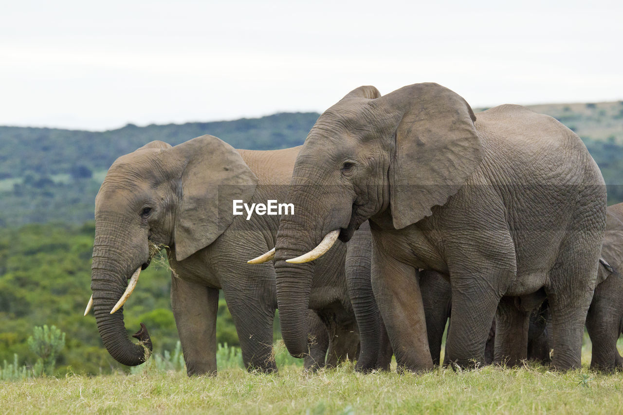 Elephants on landscape against sky