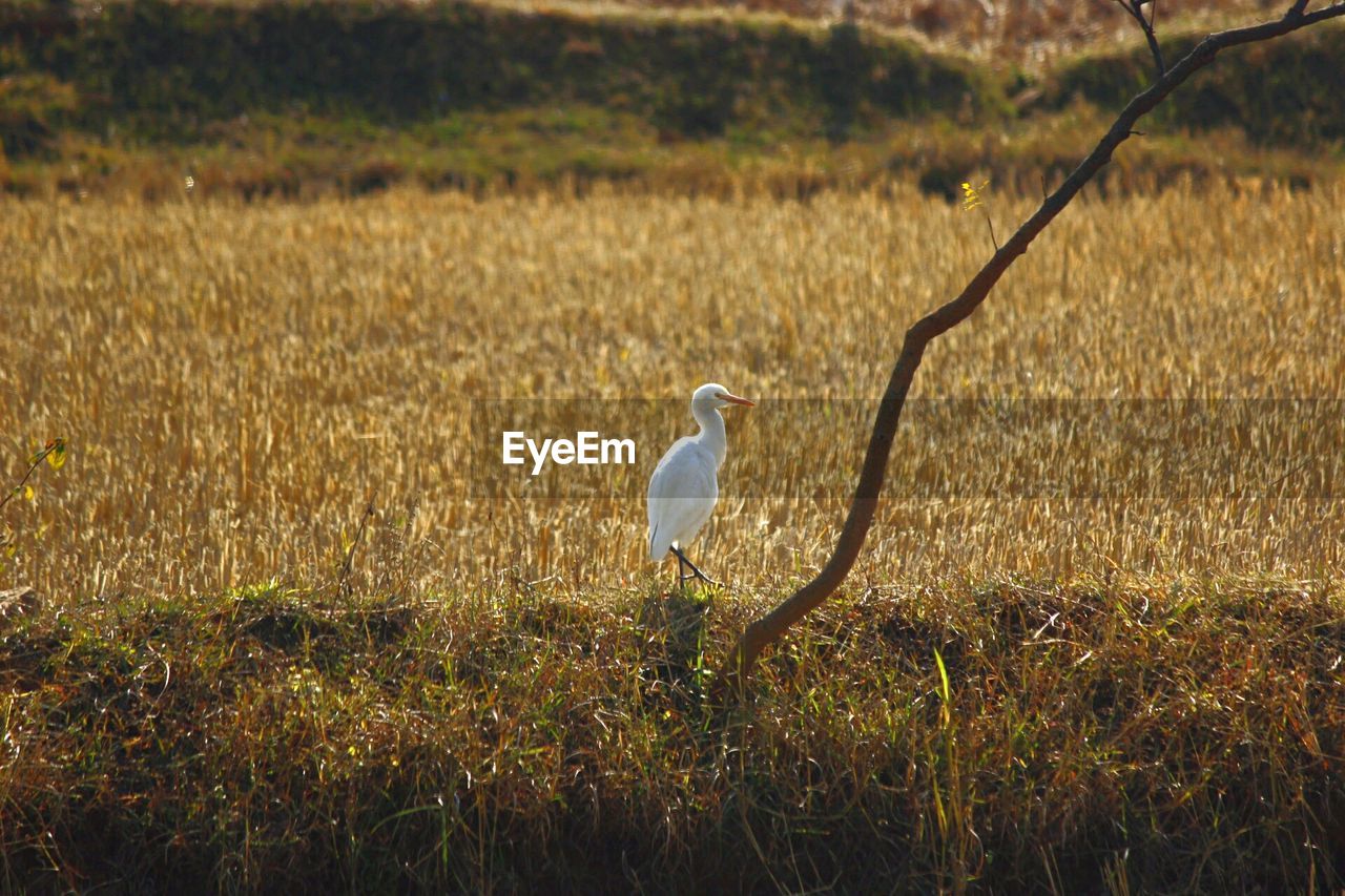 Bird on grassy field