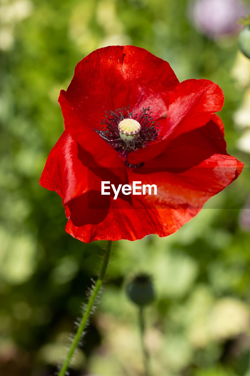 Close-up of red poppy flower