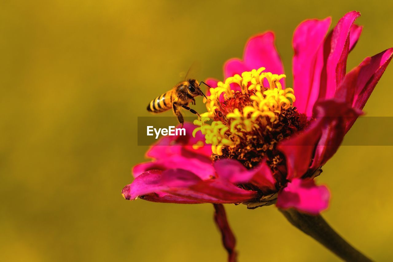 CLOSE-UP OF HONEY BEE ON PINK FLOWER