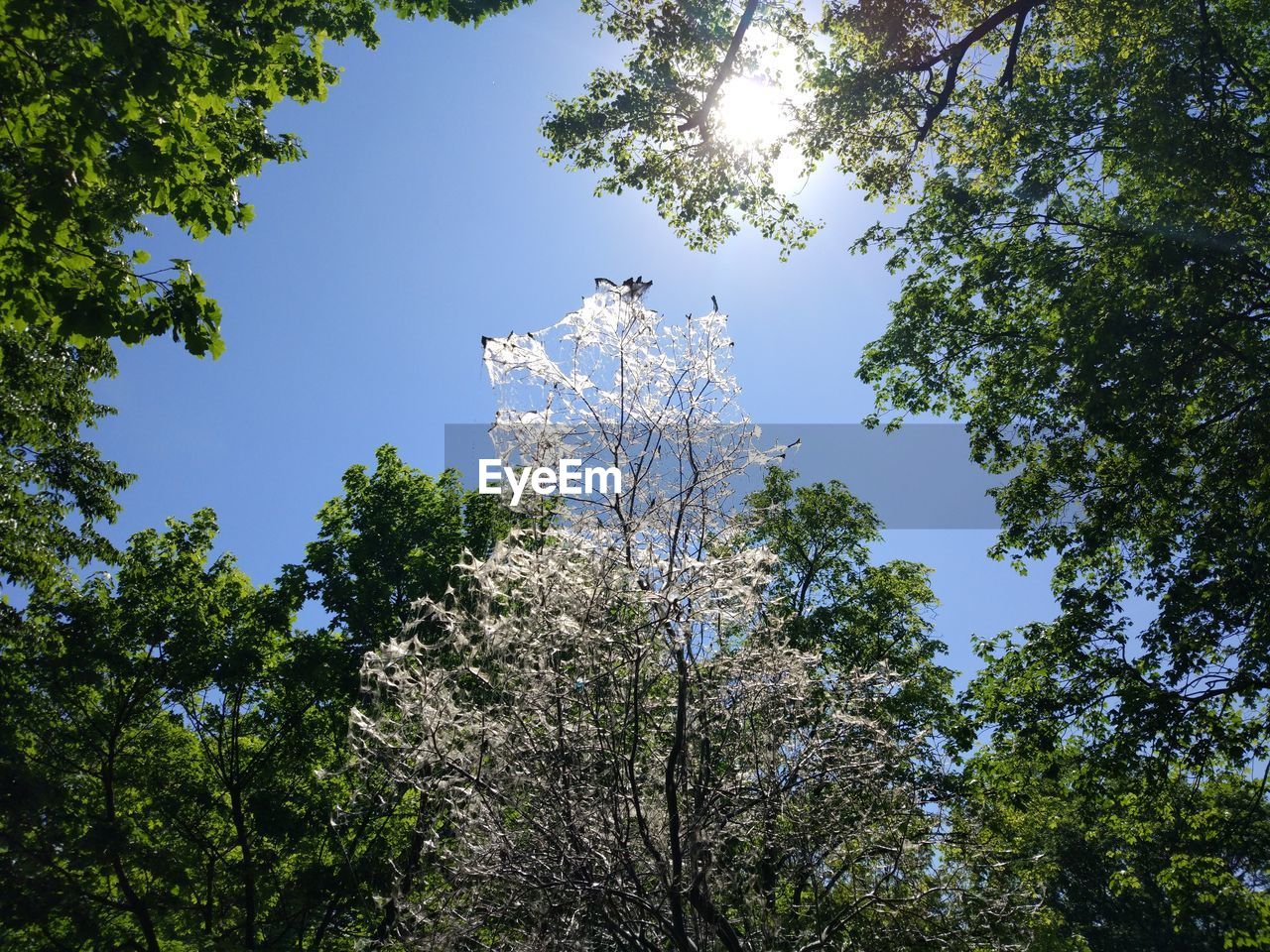 LOW ANGLE VIEW OF BIRD ON TREE