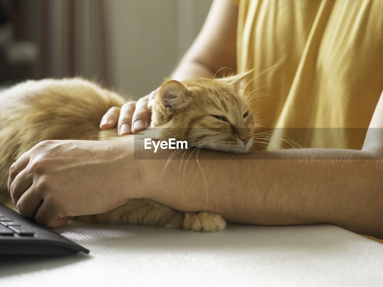 Man strokes cute ginger cat. sleepy pet purrs with pleasure. nap on desk in front of computer. 