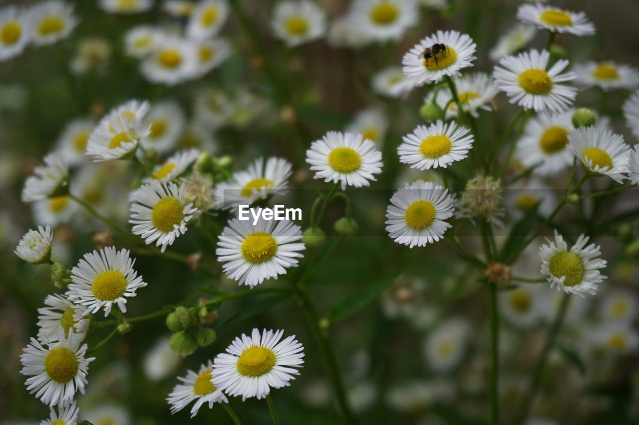 Close-up of white flowers blooming outdoors