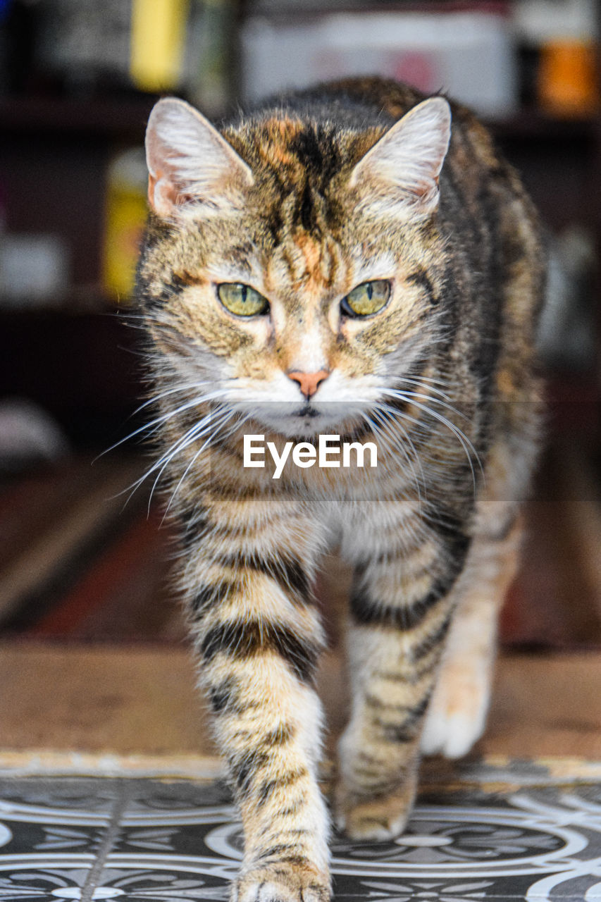 Close-up portrait of tabby cat