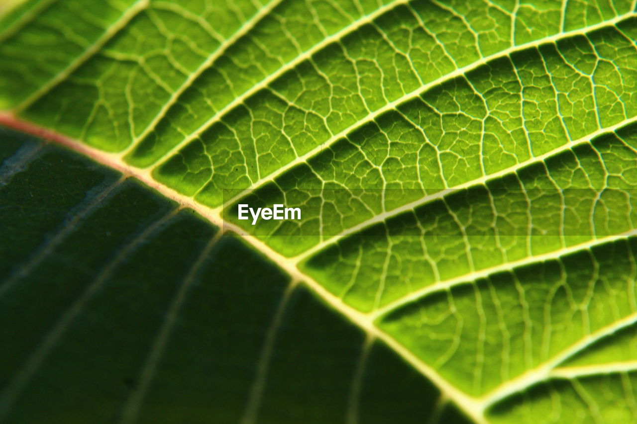 Close-up of fresh green leaf