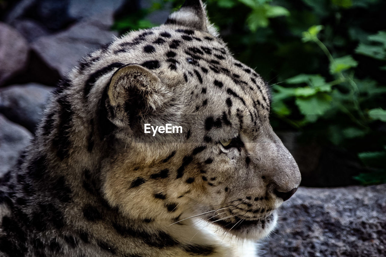 Close-up of a cat looking away