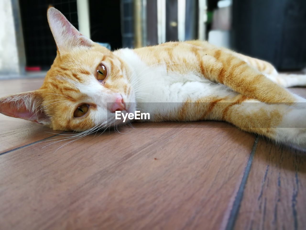 PORTRAIT OF CAT LYING DOWN