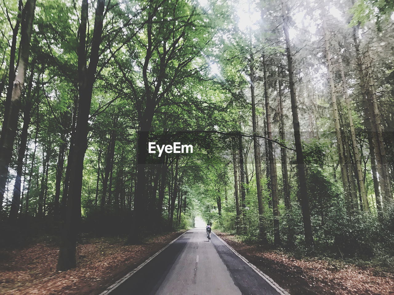 Road amidst trees in forest