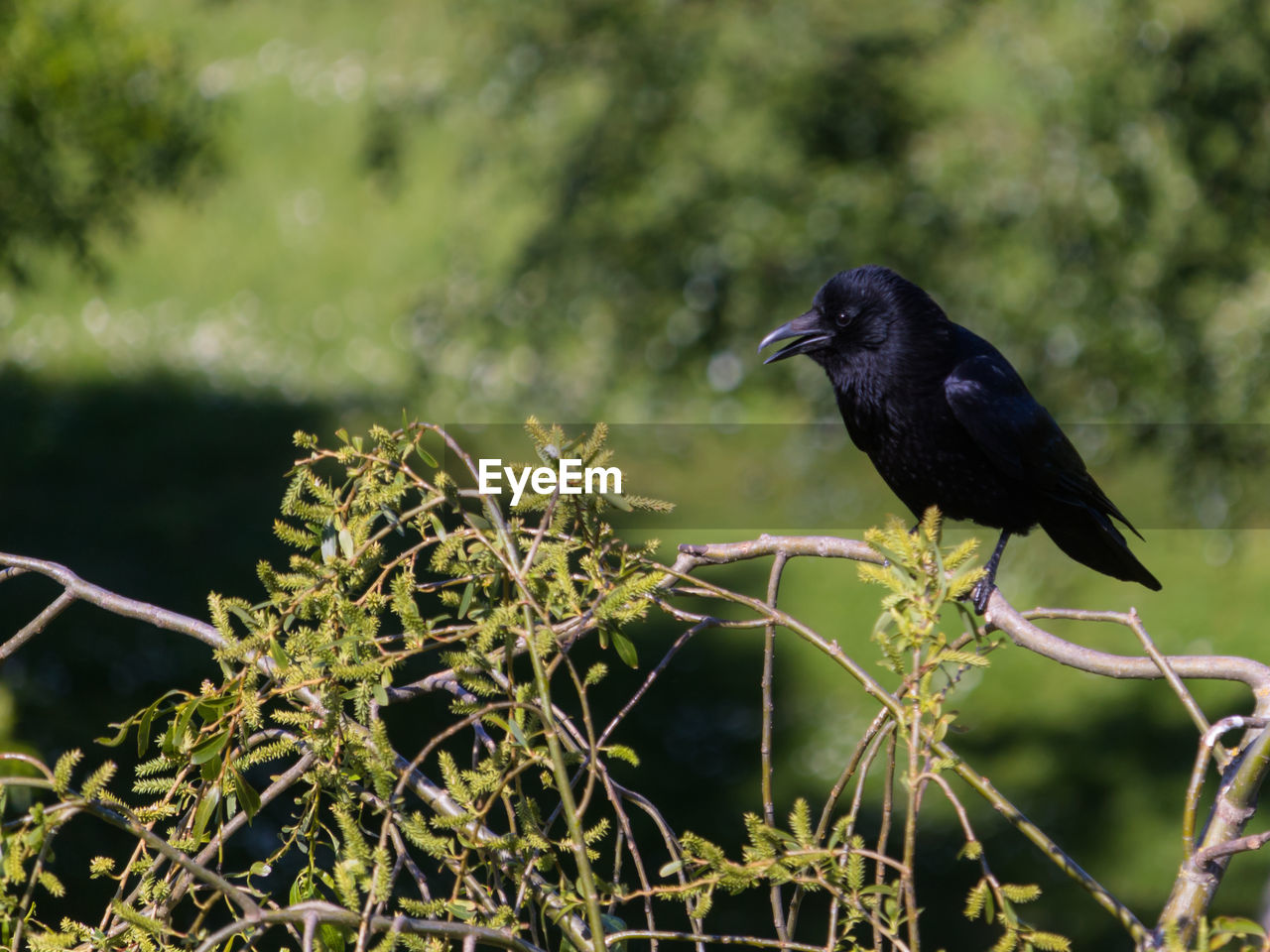 Close-up of bird perching on branch