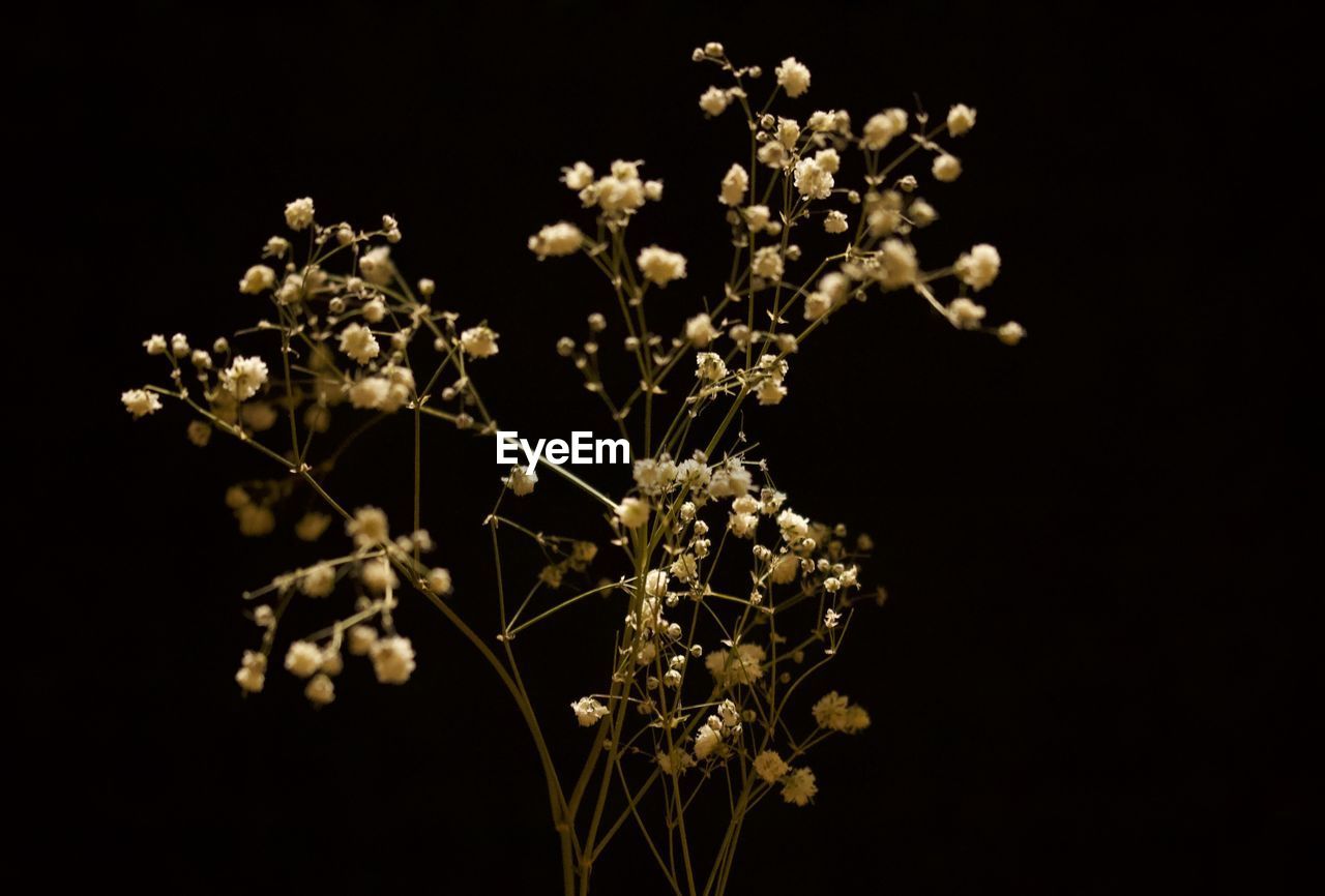 CLOSE-UP OF WHITE FLOWERING PLANTS AGAINST BLACK BACKGROUND