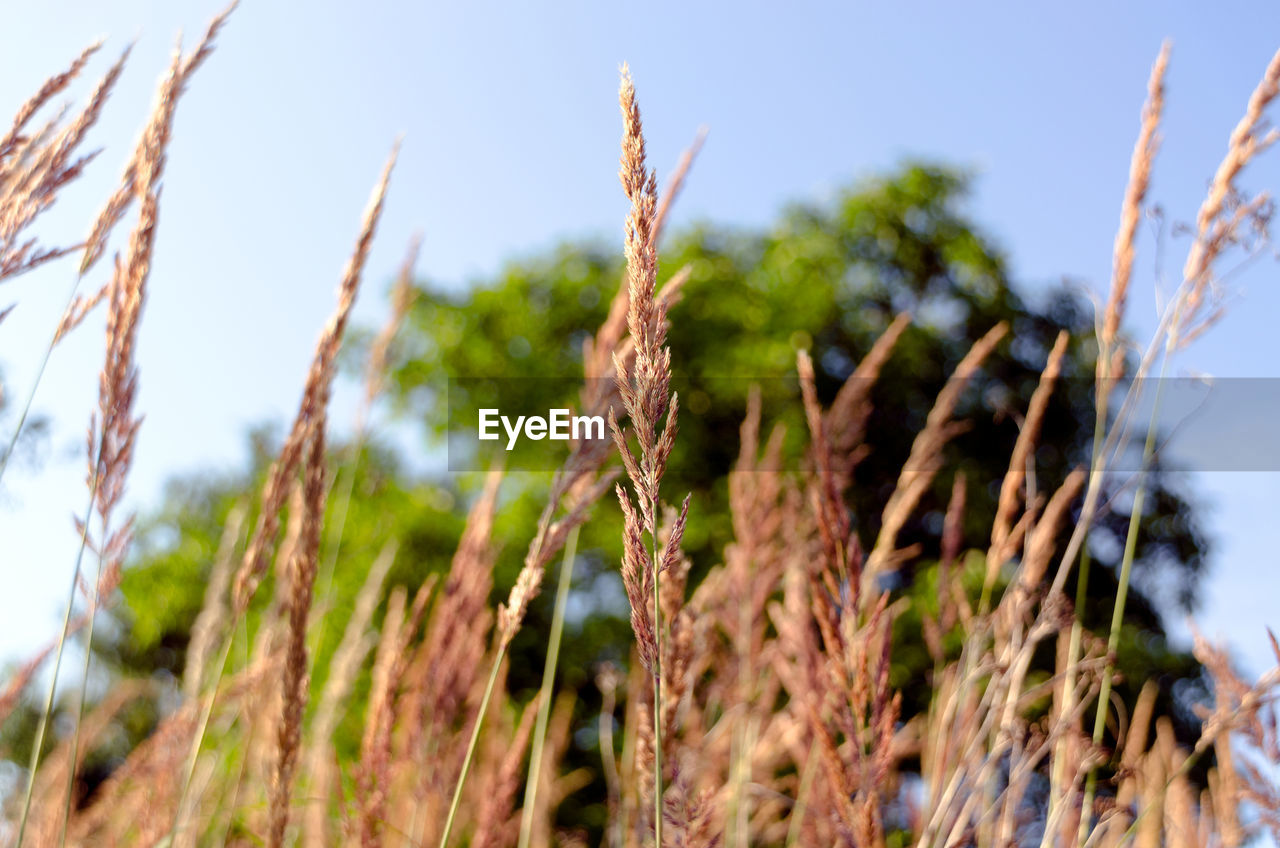 Close-up of plant against sky