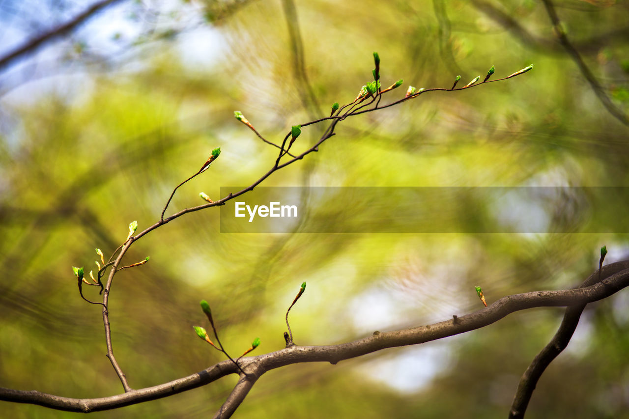 CLOSE-UP OF LIZARD ON TREE BRANCH