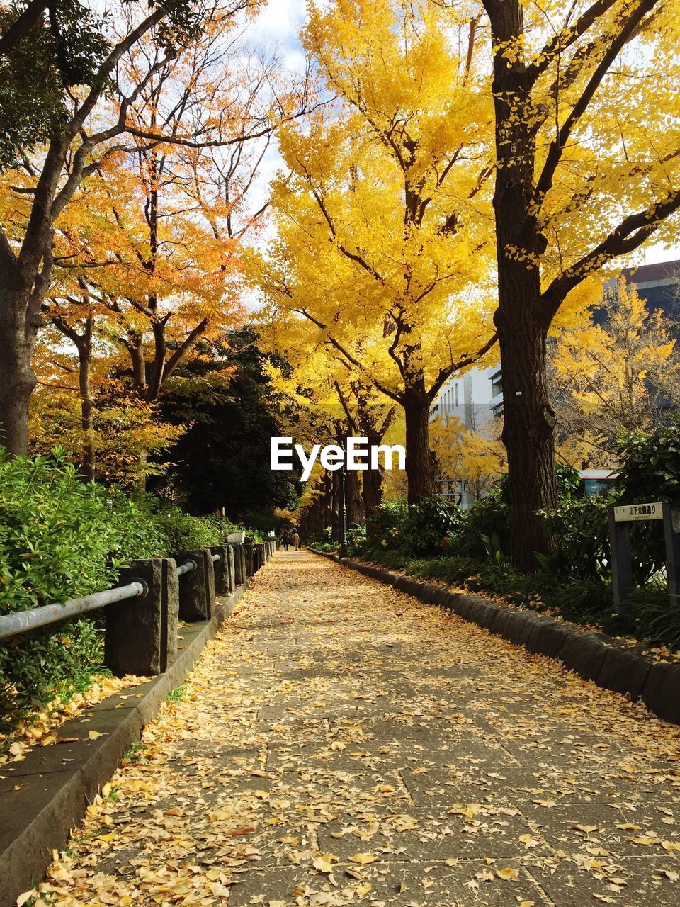 AUTUMN TREES IN PARK