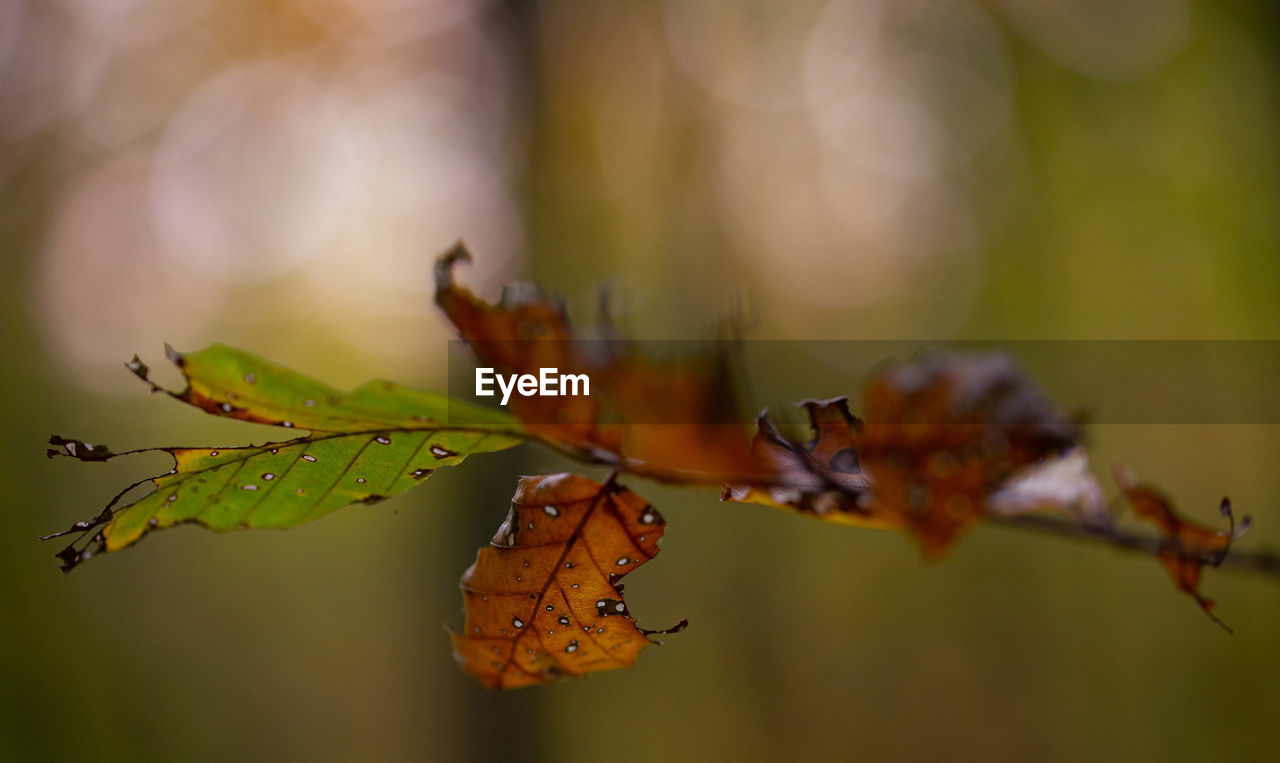 Close-up of maple leaves on plant