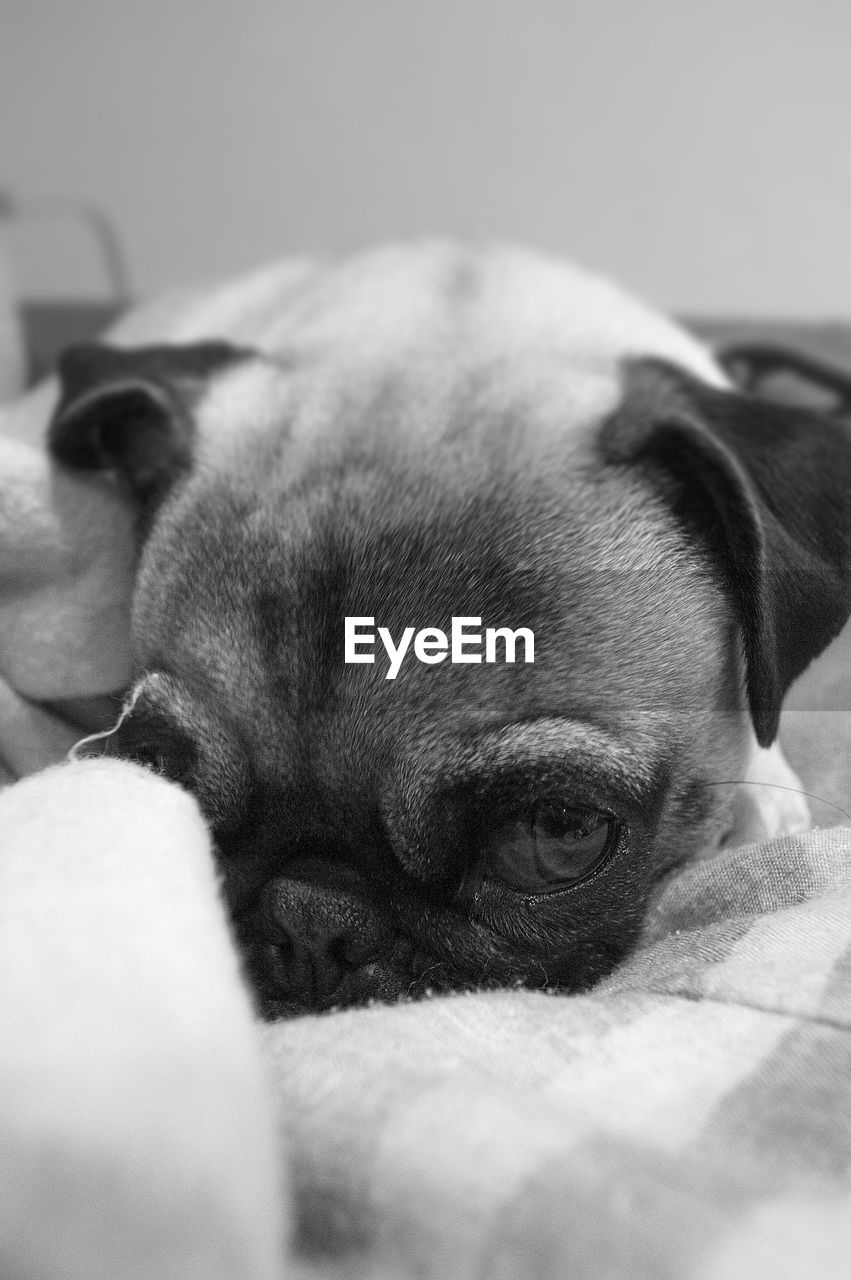 Close-up portrait of pug