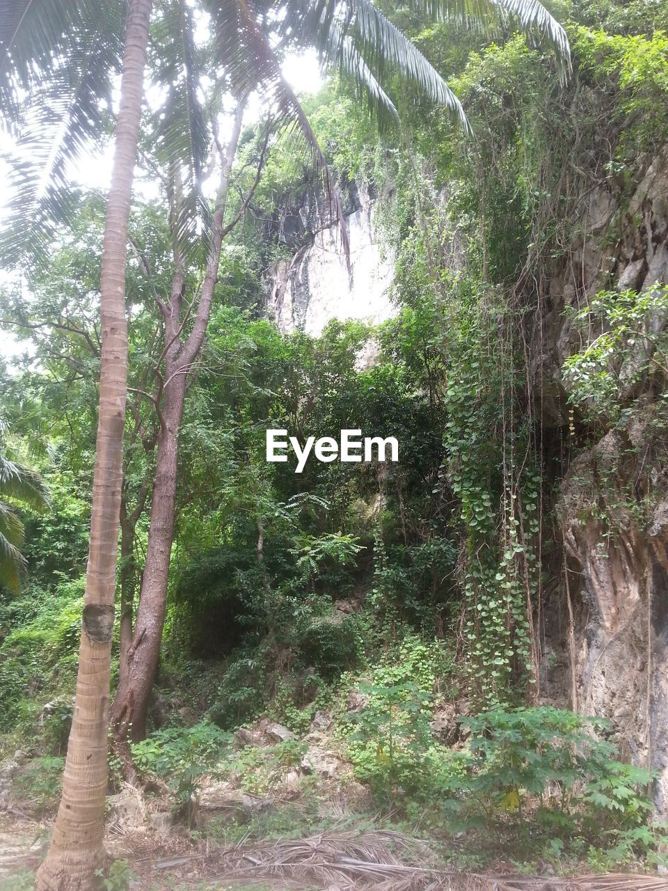 VIEW OF TREES IN FOREST