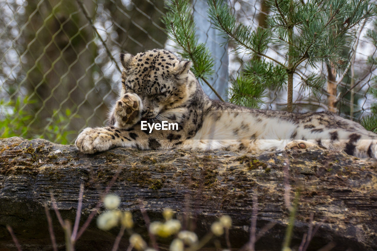 Snow leopard relaxing in zoo