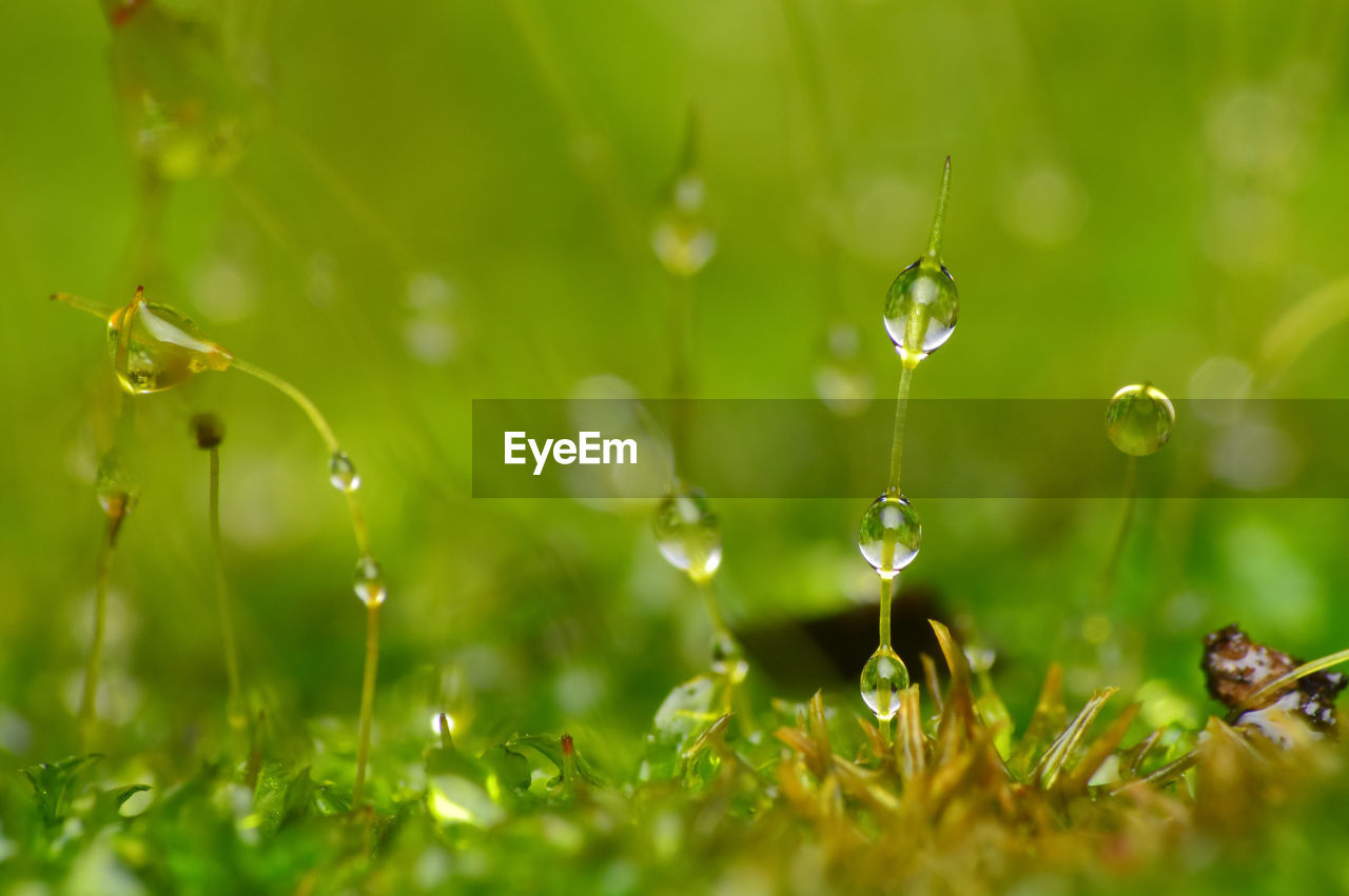 CLOSE-UP OF WATER DROPS ON PLANTS