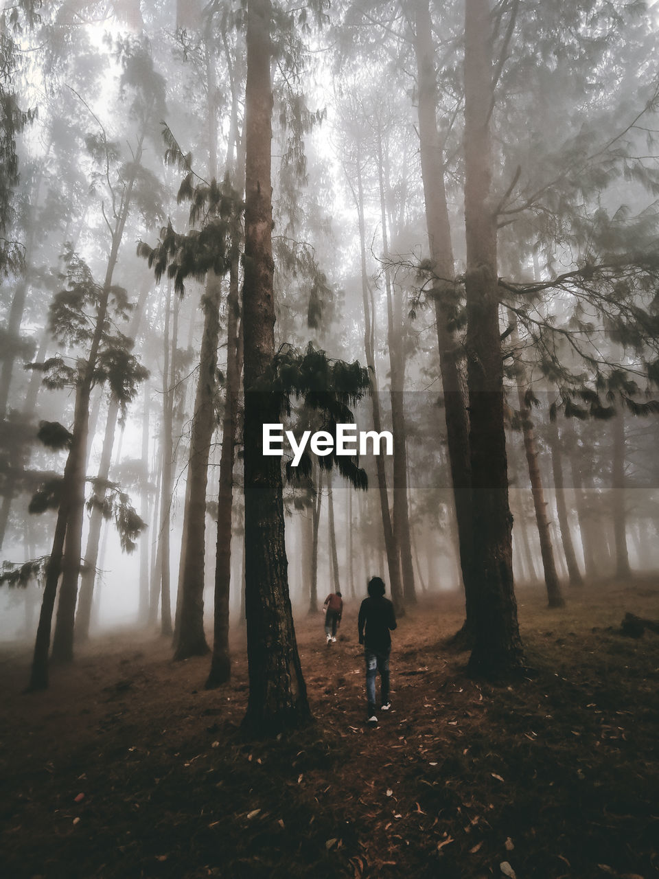 People walking on tree trunk in forest