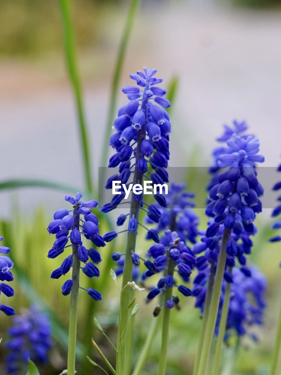 flower, flowering plant, plant, purple, beauty in nature, freshness, fragility, close-up, growth, nature, blue, no people, inflorescence, lavender, botany, focus on foreground, blossom, flower head, petal, selective focus, springtime, outdoors, day, field, plant stem, summer, scented, wildflower, land, garden