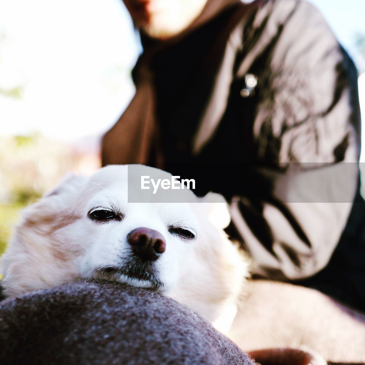 Close-up portrait of dog