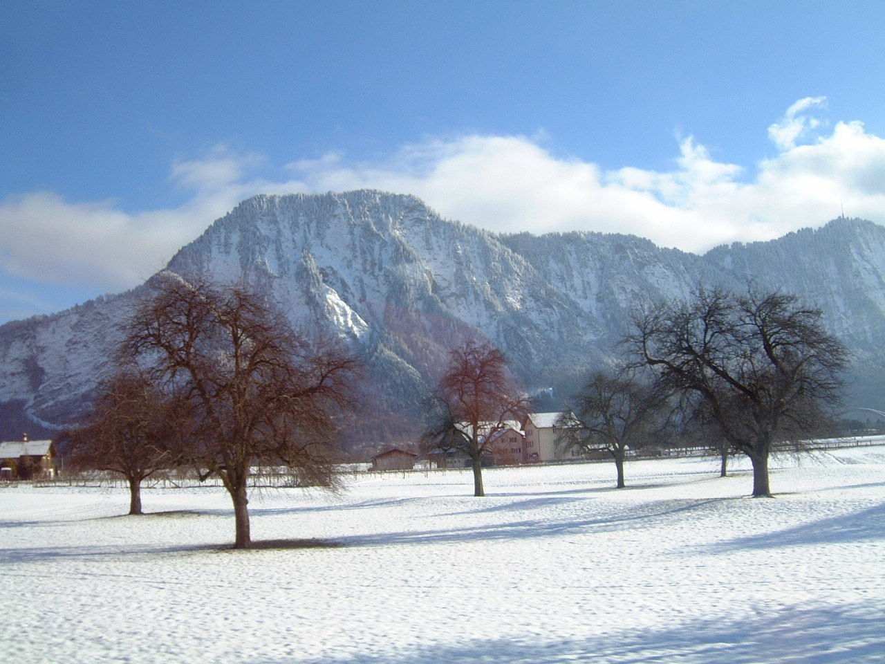 Trees and houses on snow covered field