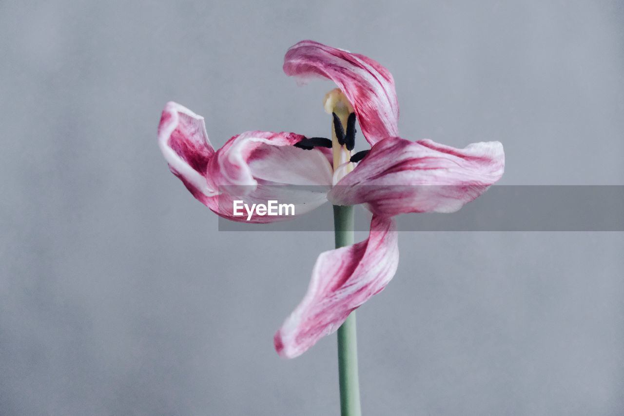 Close-up of one dried pink tulip