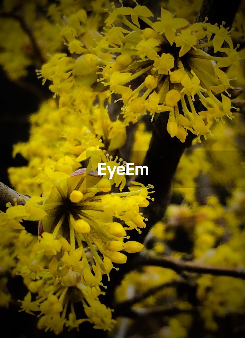 Close-up of yellow flowers blooming outdoors