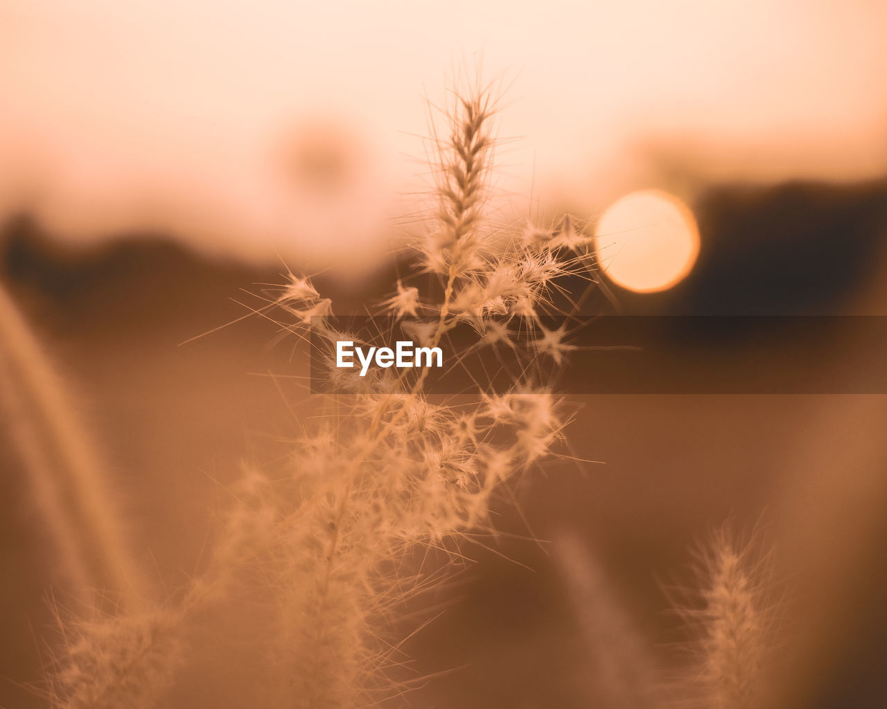 CLOSE-UP OF DANDELION AGAINST ORANGE SKY