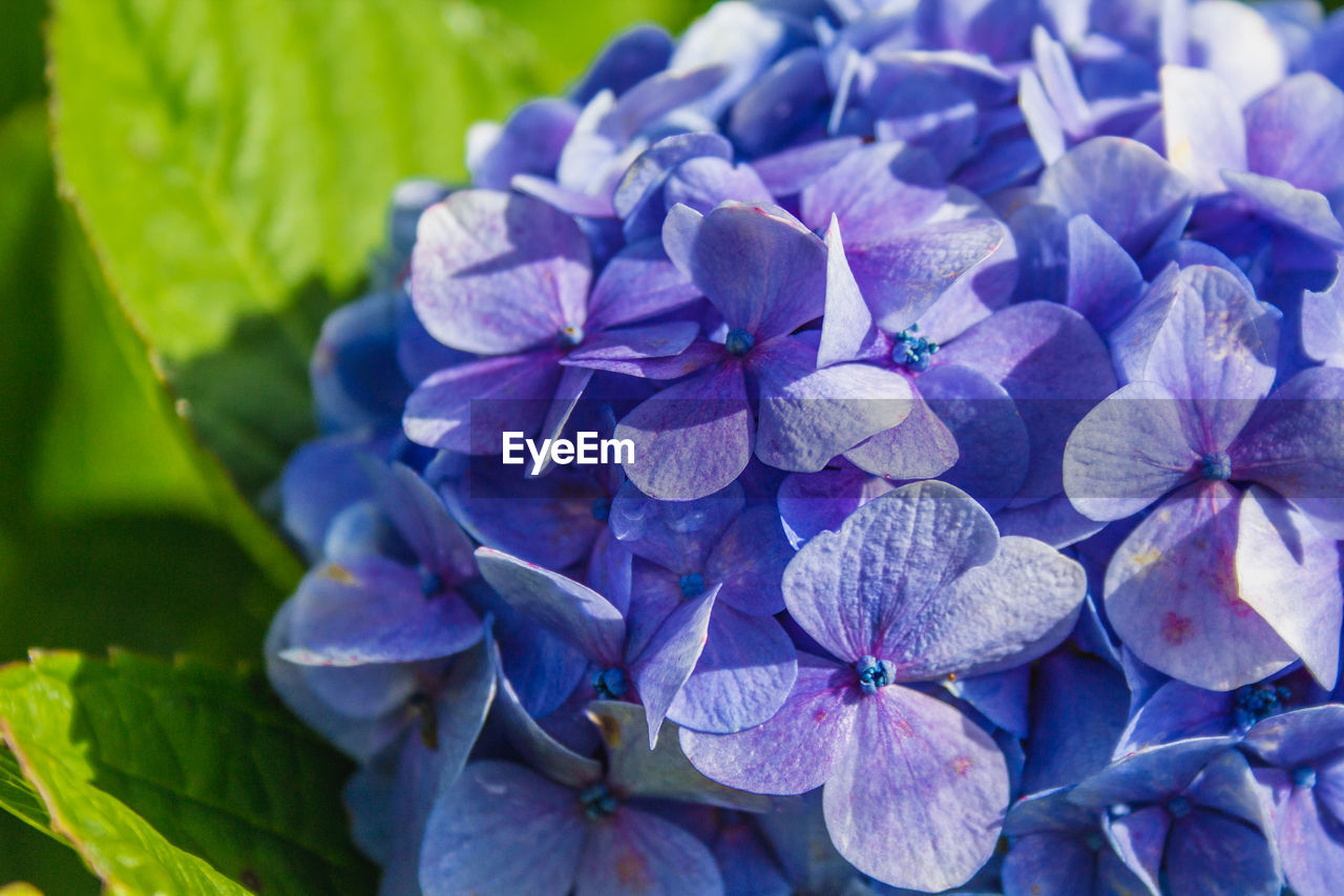 CLOSE-UP OF PURPLE HYDRANGEAS