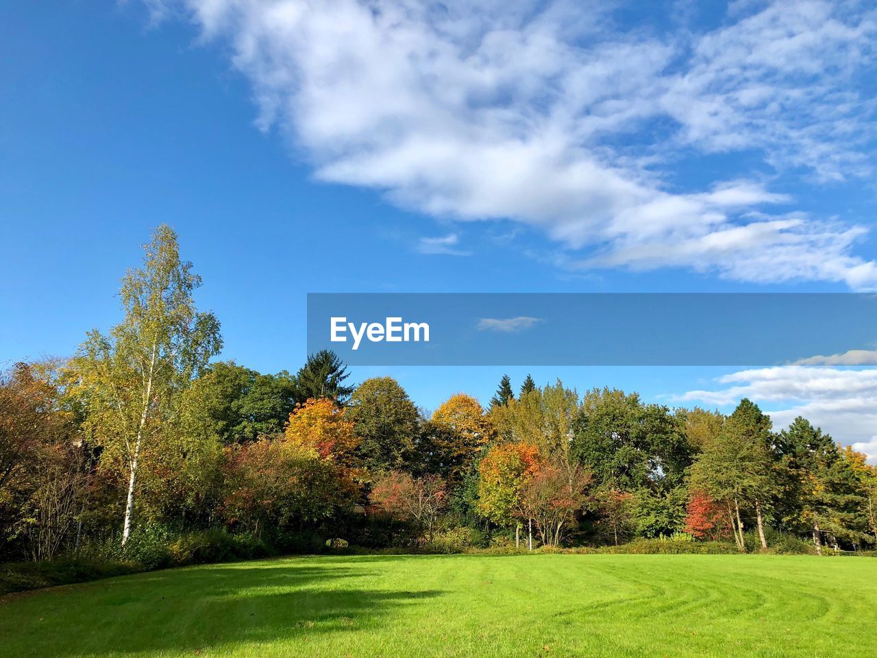 Trees growing on field against blue sky