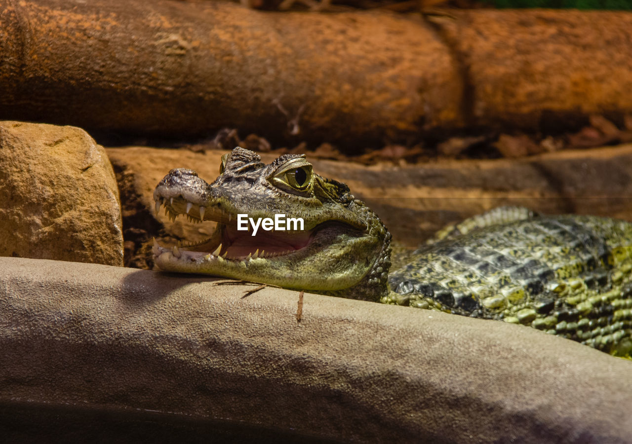 Close-up of crocodile