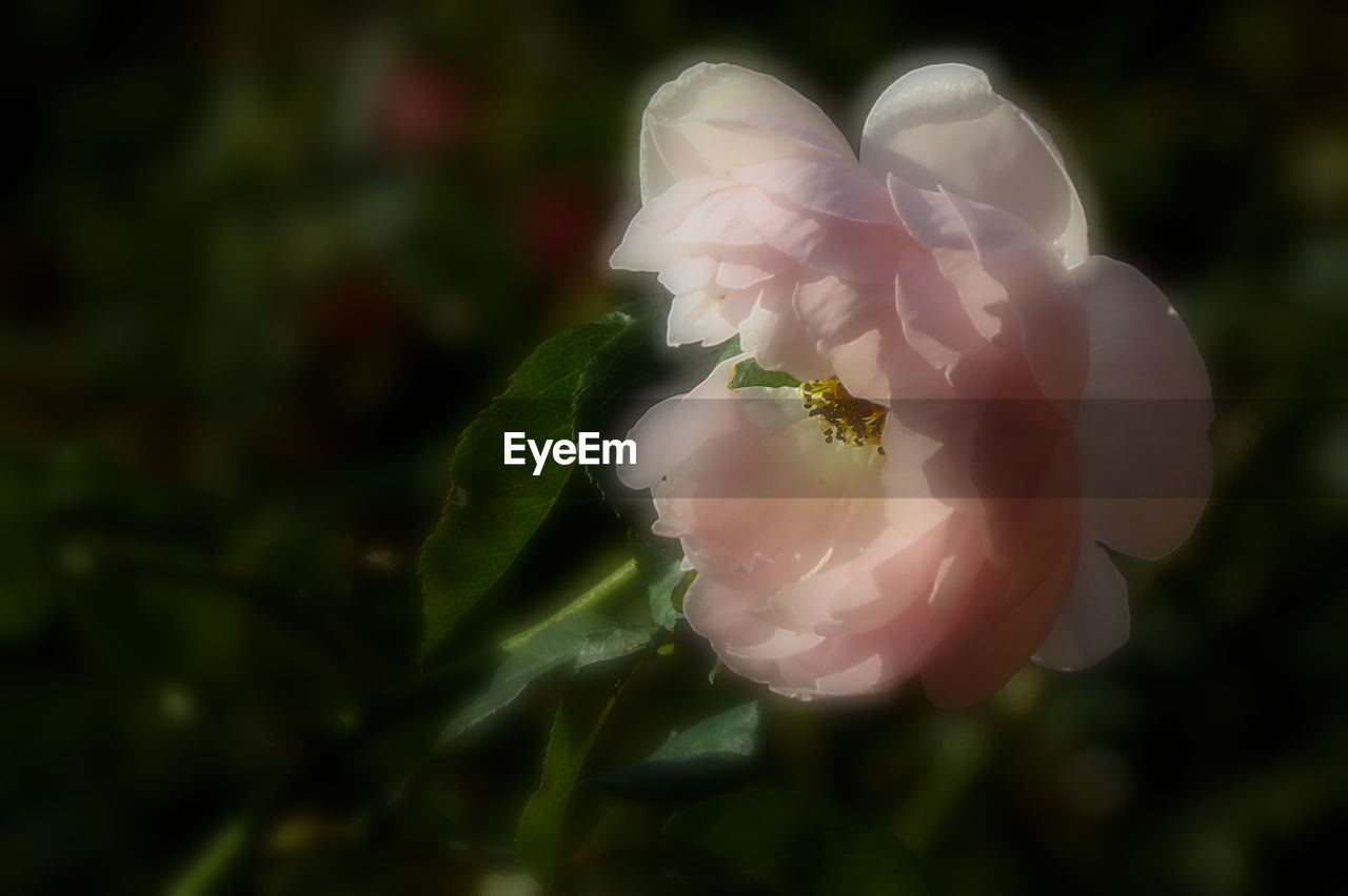 CLOSE-UP OF INSECT ON PLANT