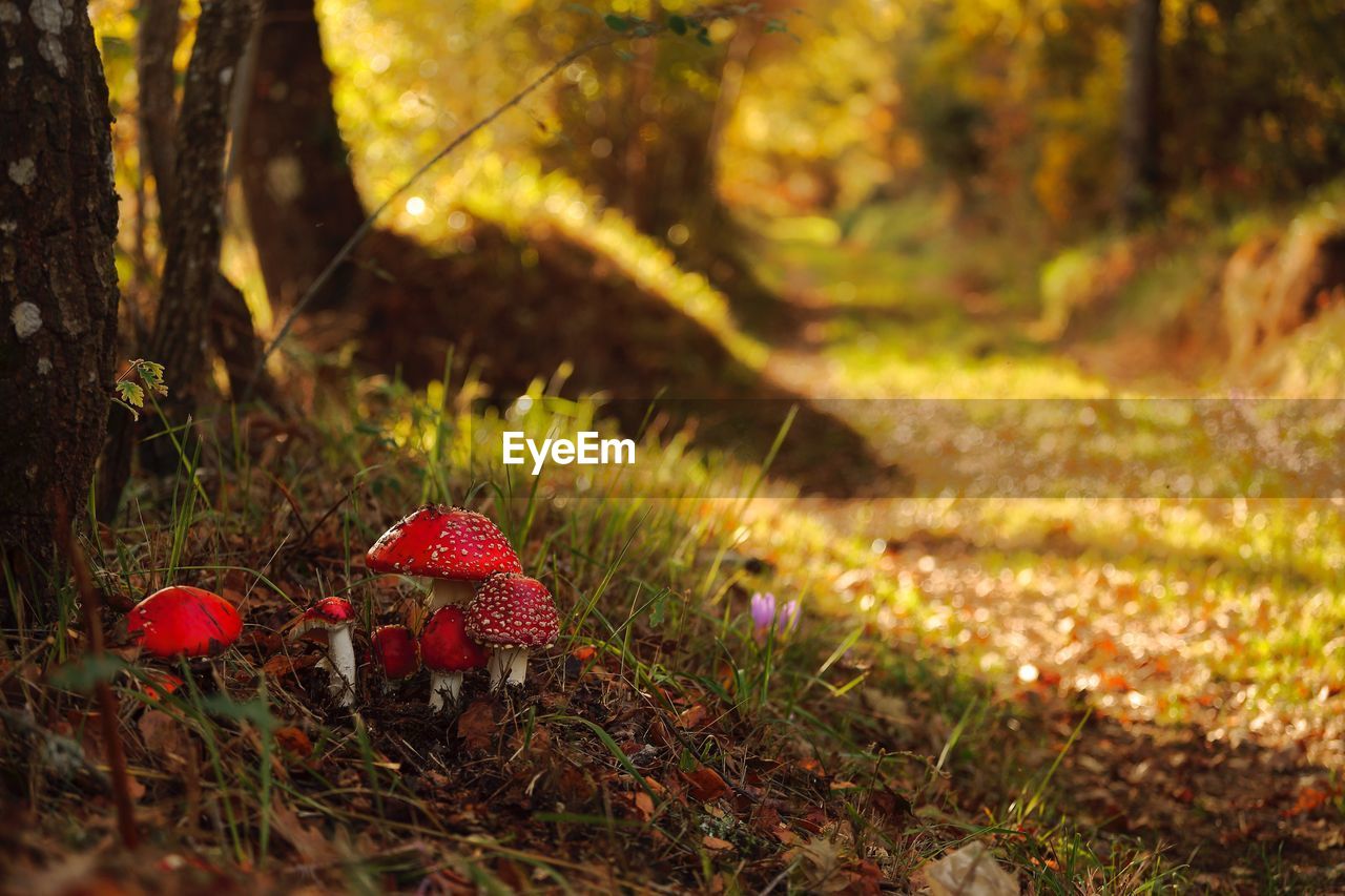 Close-up of mushroom growing on field