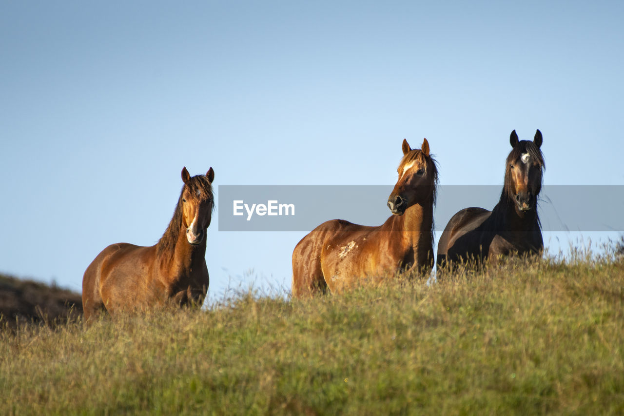 HORSES IN A FIELD