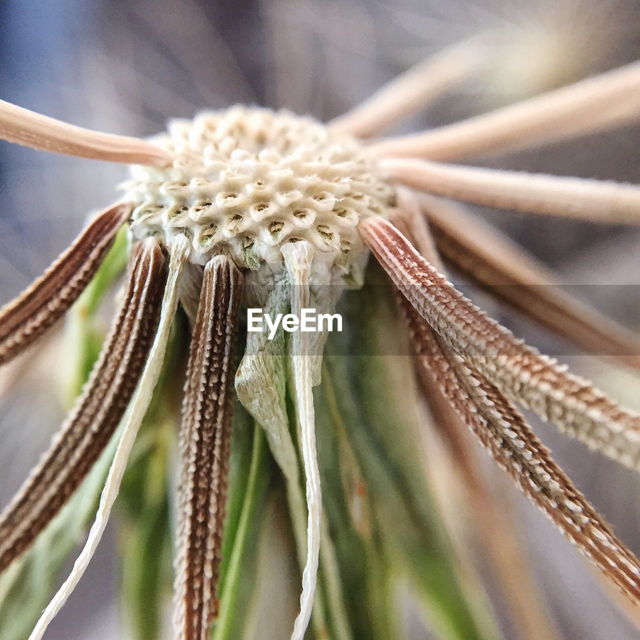 Close-up of flowers against blurred background