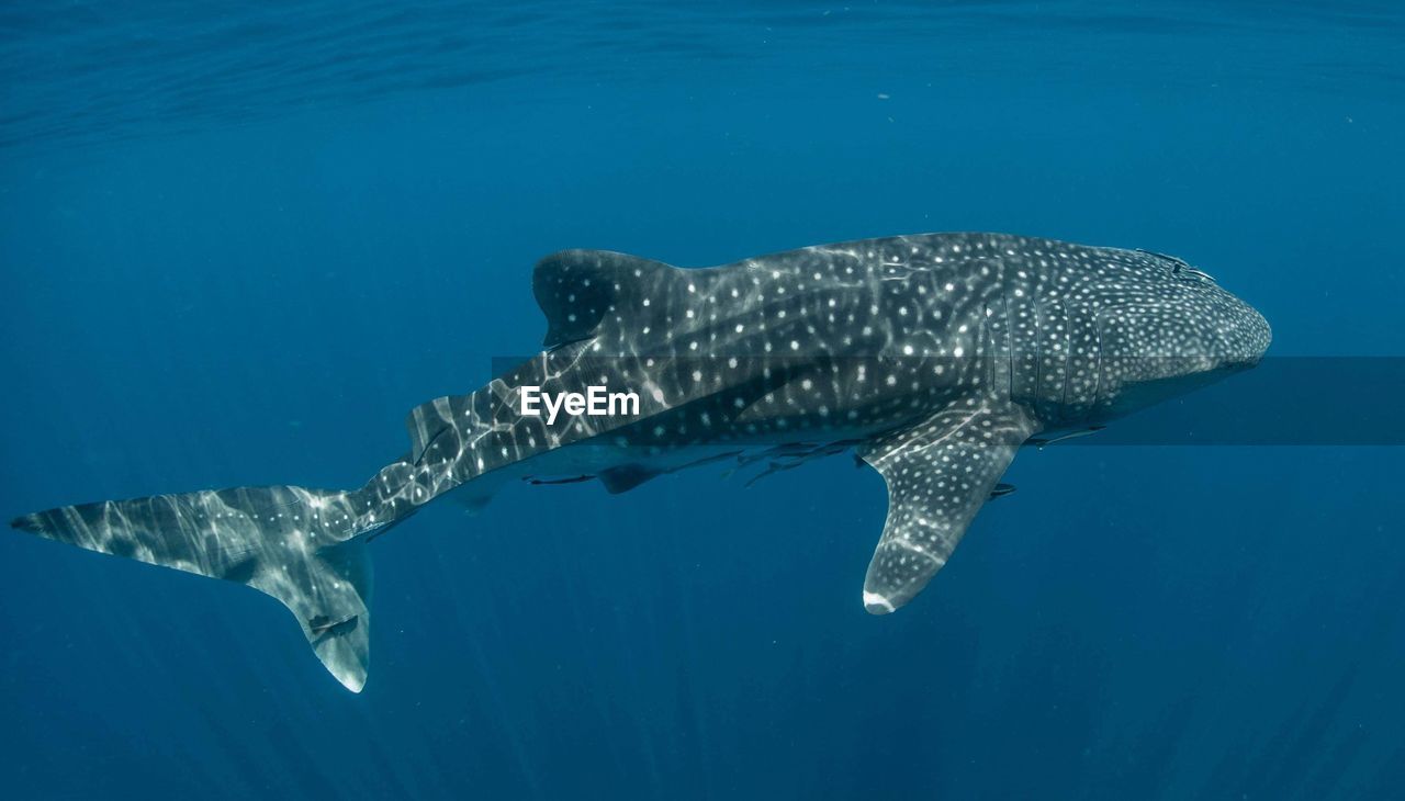 Whale shark swimming undersea