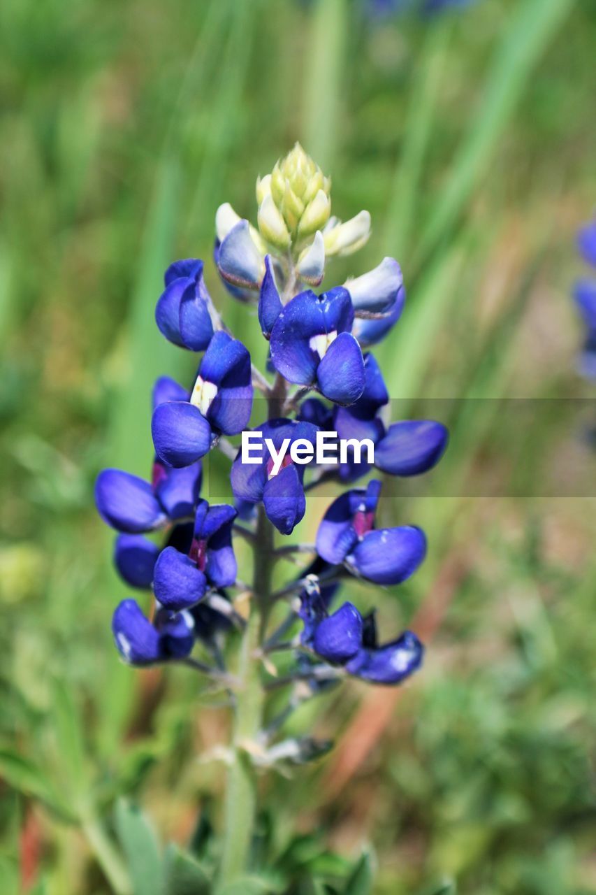 CLOSE-UP OF PURPLE FLOWER BLOOMING