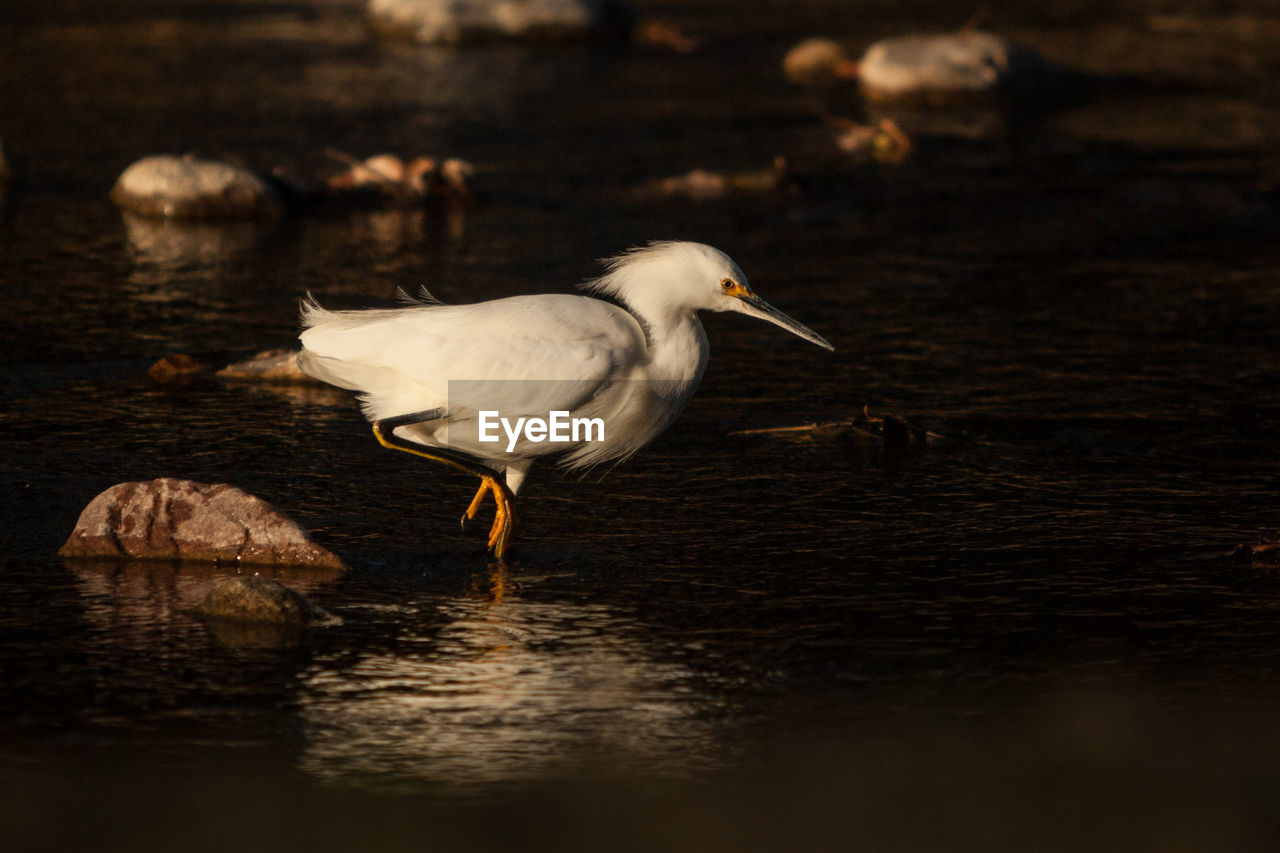 SIDE VIEW OF A BIRD